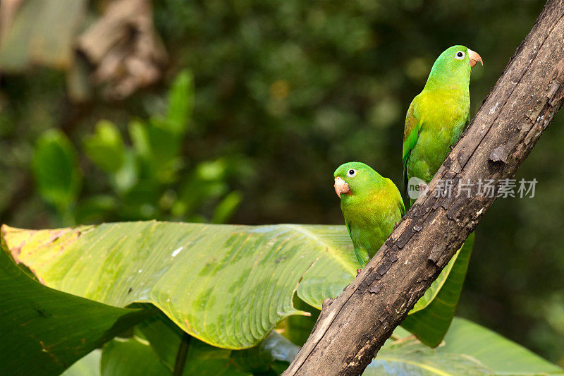 两只橙色长尾小鹦鹉(Brotogeris jugularis)或托维长尾小鹦鹉坐在哥斯达黎加的一个树枝上